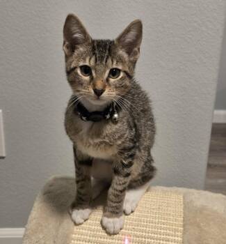 Crash -  Domestic Short Hair Cat for Adoption in Sedalia, Colorado - Crash | PetCurious