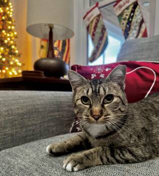 Rescue Tabby Cats for Adoption in Readyville, Tennessee - Honeybee (aka: Rooftop) | PetCurious