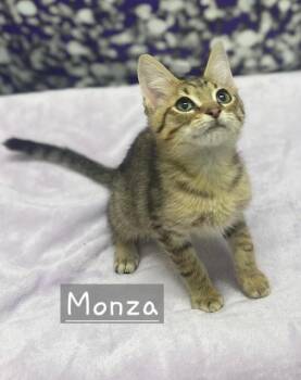 Monza -  Tabby Cat for Adoption in Charlotte, North Carolina - Monza | PetCurious