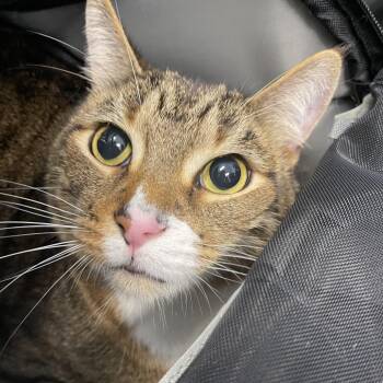 Buddy -  Domestic Short Hair Cat for Adoption in Clearwater, Florida - Buddy | PetCurious