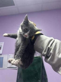 Rescue Domestic Long Hair Cats for Adoption in El Paso, Texas - 59793876 | PetCurious