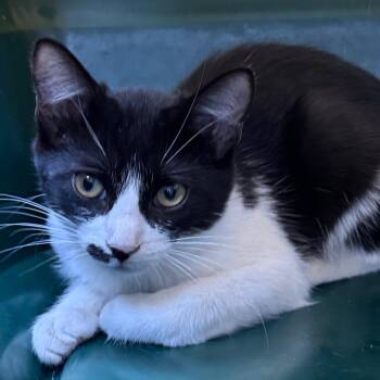 Snickerdoodle -  Domestic Short Hair Cat for Adoption in Lufkin, Texas - Snickerdoodle | PetCurious