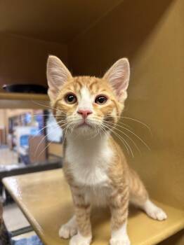 Bon Scott -  Domestic Short Hair Cat for Adoption in Sonora, California - Bon Scott | PetCurious