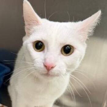 Domestic Short Hair Cats Available for Adoption in Cumming, Georgia - Swan | PetCurious