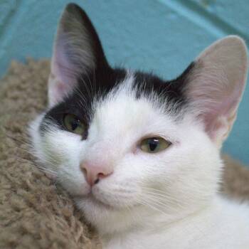 Bandito -  Domestic Short Hair Cat for Adoption in Springfield, Missouri - Bandito | PetCurious