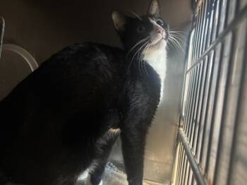 Rescue Domestic Short Hair Cats for Adoption in New York, New York - Hunny | PetCurious