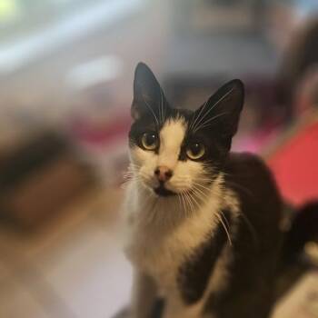 Luna -  Domestic Short Hair Cat Available for Adoption in Sunrise, Florida - Luna | PetCurious