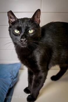 Nigel -  Domestic Short Hair Cat Available for Adoption in Elmwood, Louisiana - Nigel | PetCurious