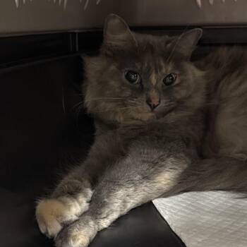 Darla -  Domestic Medium Hair Cat for Adoption in Salt Lake City, Utah - Darla | PetCurious