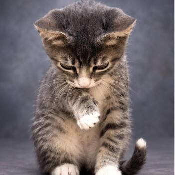 Edgar -  Domestic Short Hair Cat for Adoption in Lucedale, Mississippi - Edgar | PetCurious