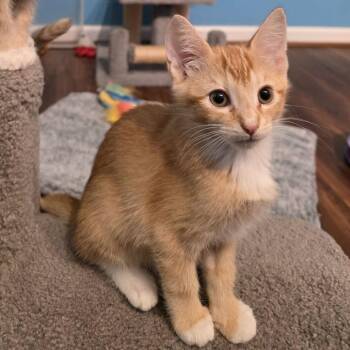Wilbur -  Domestic Short Hair Cat for Adoption in Newport News, Virginia - Wilbur | PetCurious