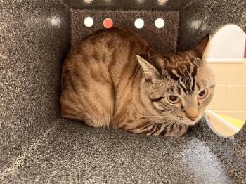 CASH -  Domestic Short Hair Cat for Adoption in Colorado Springs, Colorado - CASH | PetCurious