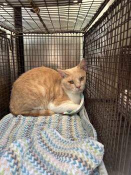 Tamale -  Domestic Short Hair Cat for Adoption in Austin, Texas - Tamale | PetCurious