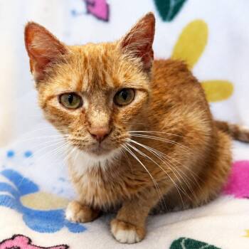 Mama Everything -  Domestic Short Hair Cat for Adoption in Mt. Juliet, Tennessee - Mama Everything | PetCurious