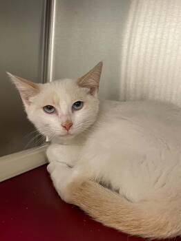 Esme -  Siamese and Domestic Short Hair Cat for Adoption in Covington, Virginia - Esme | PetCurious