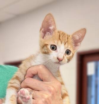 Lightning -  Domestic Short Hair Cat for Adoption in Slidell, Louisiana - Lightning | PetCurious