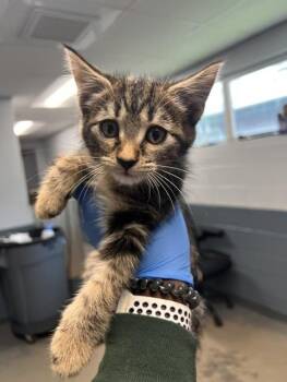 DAX -  Domestic Medium Hair Cat for Adoption in Tallahassee, Florida - DAX | PetCurious