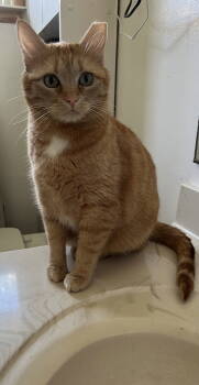 Rescue Domestic Short Hair Cats for Adoption in Aurora, Colorado - Lovely | PetCurious