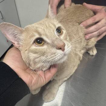 Domestic Short Hair Cats Available for Adoption in Newark, New Jersey - Nena | PetCurious