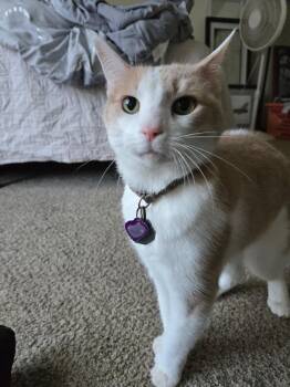 Domestic Short Hair Cats Available for Adoption in Tuttle, Oklahoma - Sita | PetCurious