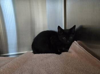 Domestic Short Hair Cats Available for Adoption in Antioch, California - SUMMIT | PetCurious
