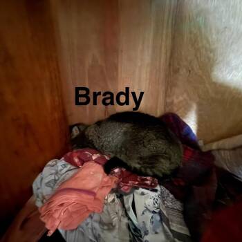 Domestic Short Hair Cats Available for Adoption in Roanoke, Virginia - Brady | PetCurious