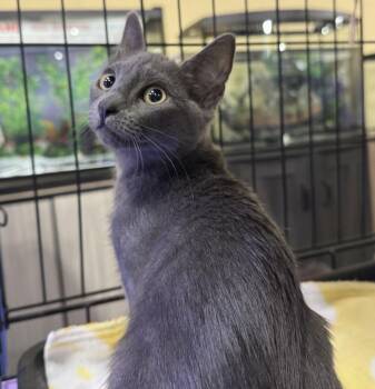 Merriment -  Domestic Short Hair Cat for Adoption in Oviedo, Florida - Merriment | PetCurious