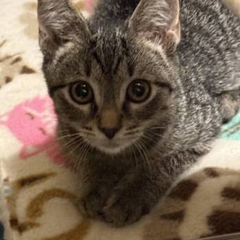 Catrick Swayze -  Domestic Short Hair Cat for Adoption in Garden City, Michigan - Catrick Swayze | PetCurious