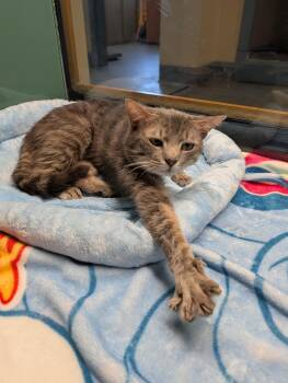 Rambo -  Domestic Short Hair Cat Available for Adoption in Suffolk, Virginia - Rambo | PetCurious