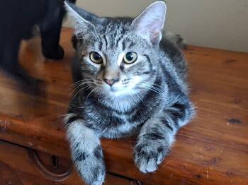 Rescue Domestic Short Hair Cats for Adoption in Carnegie, Pennsylvania - Mercury | PetCurious