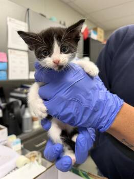 Domestic Short Hair Cats Available for Adoption in Ontario, California - YETI - IN FOSTER | PetCurious