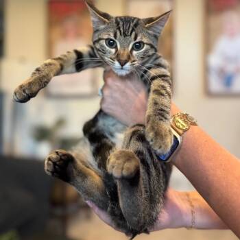 Cheery -  Domestic Short Hair Cat for Adoption in Buffalo, Minnesota - Cheery | PetCurious