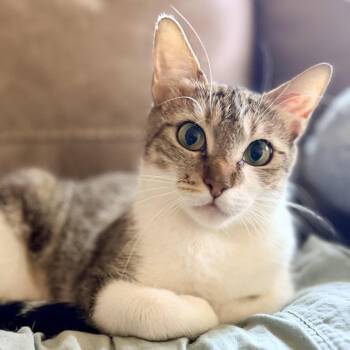 Pickle -  Domestic Short Hair Cat for Adoption in Fort Worth, Texas - Pickle | PetCurious