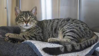 Domestic Short Hair Cats Available for Adoption in Kennewick, Washington - Sunflower | PetCurious