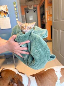 Southerland 4 -  Domestic Short Hair Cat for Adoption in Morgantown, Kentucky - Southerland 4 | PetCurious