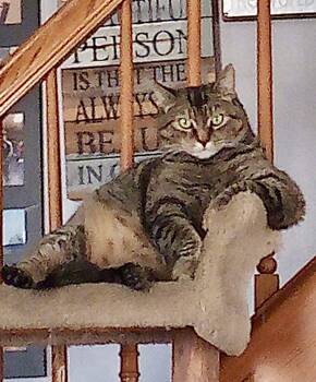 Rescue Domestic Short Hair Cats for Adoption in Seven Valleys, Pennsylvania - Sierra, Kat, & Cheyenne | PetCurious