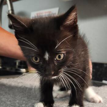 Scooby-Doo -  Domestic Short Hair Cat for Adoption in Brighton, Missouri - Scooby-Doo | PetCurious