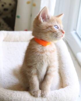 Jawn -  Domestic Short Hair Cat for Adoption in Woodbury, New Jersey - Jawn | PetCurious
