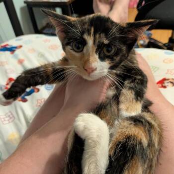 Eve -  Domestic Short Hair Cat for Adoption - Eve | PetCurious