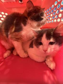 Greyson -  Domestic Long Hair and Domestic Short Hair Cat for Adoption in Daytona Beach, Florida - Greyson | PetCurious