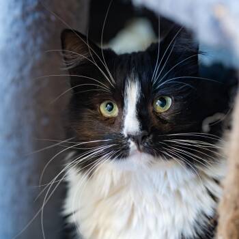 Domestic Medium Hair Cats Available for Adoption - Junie | PetCurious