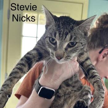 Domestic Short Hair Cats Available for Adoption in West Point, Mississippi - Stevie Nix | PetCurious