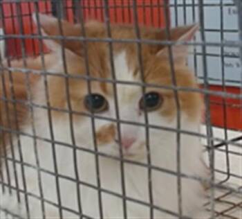 FUZZY-BUTTS -  Domestic Short Hair Cat for Adoption in Louisville, Kentucky - FUZZY-BUTTS | PetCurious