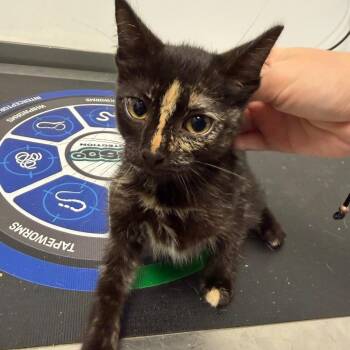 Venus -  Domestic Short Hair Cat for Adoption in Dickinson, Texas - Venus | PetCurious