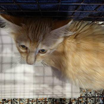 93060 -  Domestic Medium Hair Cat for Adoption in Salt Lake City, Utah - 93060 | PetCurious