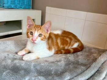 Creamsicle -  Tabby Cat for Adoption in Knoxville, Tennessee - Creamsicle | PetCurious