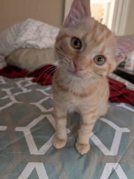 Rescue Domestic Short Hair Cats for Adoption in Ball Ground, Georgia - Tres | PetCurious