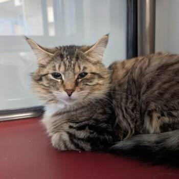 Domestic Short Hair Cats Available for Adoption in Dubuque, Iowa - Reebok | PetCurious