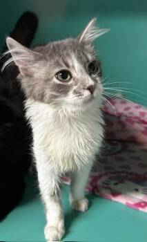 Cardi B 6mo -  Domestic Medium Hair Cat for Adoption in Sterling, Massachusetts - Cardi B 6mo | PetCurious