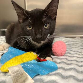 Forest -  Domestic Short Hair Cat for Adoption in Milton, Florida - Forest | PetCurious